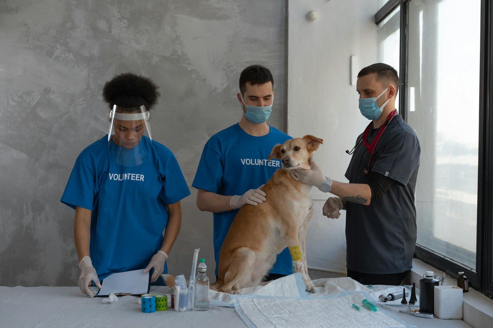 Volunteers assist a veterinarian during a dog's health check-up in a clinic.